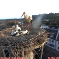 05_55-nest.jpg