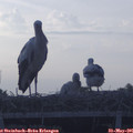 06_00-mast.jpg