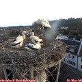 06_00-nest.jpg
