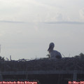 06_05-mast.jpg