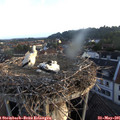 06_05-nest.jpg
