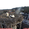 06_10-nest.jpg