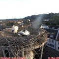 06_15-nest.jpg