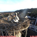 06_20-nest.jpg