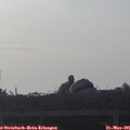 06_25-mast.jpg
