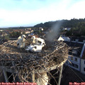 06_25-nest.jpg