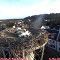 06_30-nest.jpg