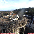 06_50-nest.jpg