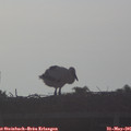 06_55-mast.jpg