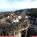 06_55-nest.jpg