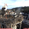 07_05-nest.jpg