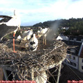 07_10-nest.jpg