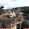 07_15-nest.jpg