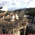07_20-nest.jpg