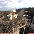 07_25-nest.jpg