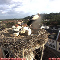 07_30-nest.jpg