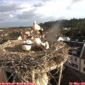 07_35-nest.jpg