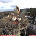 07_40-nest.jpg