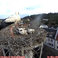 07_45-nest.jpg