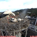 07_50-nest.jpg