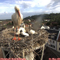07_55-nest.jpg