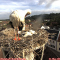 08_00-nest.jpg