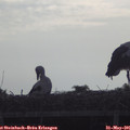 08_05-mast.jpg