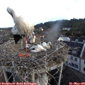 08_05-nest.jpg