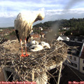 08_10-nest.jpg