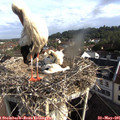 08_15-nest.jpg