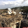 08_20-nest.jpg