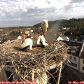 08_25-nest.jpg
