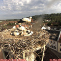 08_30-nest.jpg