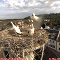 08_35-nest.jpg