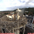 08_40-nest.jpg