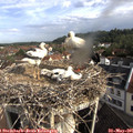 08_45-nest.jpg