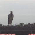 08_50-mast.jpg