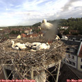 08_50-nest.jpg