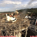 08_55-nest.jpg