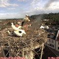 09_00-nest.jpg