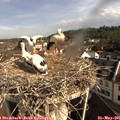 09_05-nest.jpg