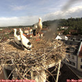 09_10-nest.jpg