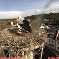 09_20-nest.jpg