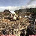 09_25-nest.jpg