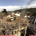 09_30-nest.jpg