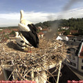 09_35-nest.jpg