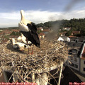 09_40-nest.jpg