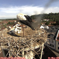 09_45-nest.jpg
