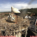 09_50-nest.jpg