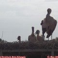 09_55-mast.jpg